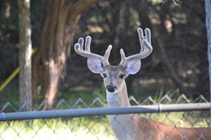 deer in velvet, chicken enchiladas, picadillo, sorghum 005