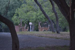 deer in velvet, chicken enchiladas, picadillo, sorghum 087