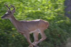 deer in velvet, chicken enchiladas, picadillo, sorghum 090