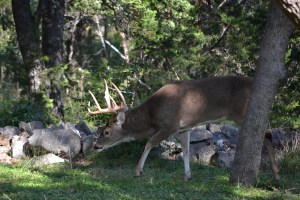 san antonio bucks, food baskets, dressing 11-13 007