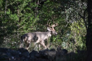 san antonio bucks, food baskets, dressing 11-13 010