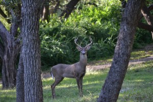 san antonio bucks, food baskets, dressing 11-13 016