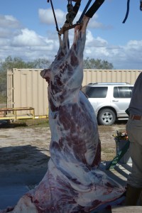 Tim's Nilgui 1-18-14 016