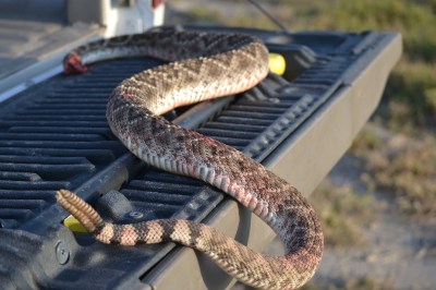 jerky, rattlesnake, roasting pumpkin 008