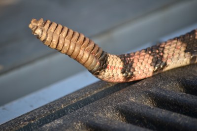 jerky, rattlesnake, roasting pumpkin 014