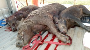 yimg-1130345736-1--681769324