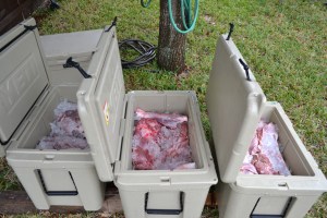 goose, nilgai, 2015 040