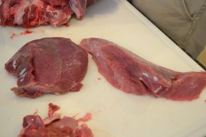 goose, nilgai, 2015 054