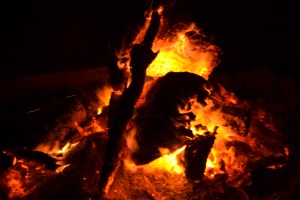 trashcan turkey, pheasant phantazmagoria 039